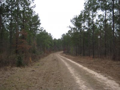 San Jacinto County Timberland property for sale