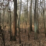 Timberland for sale in Winn Parish