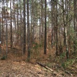 Recreational property for sale in Winn Parish