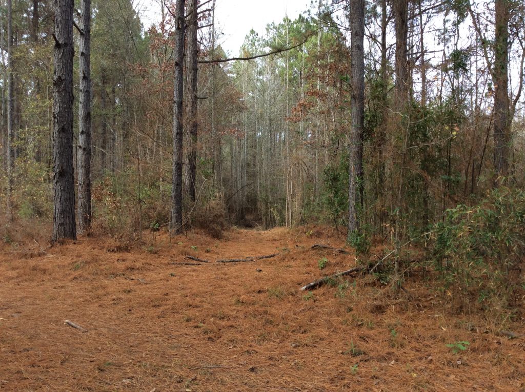 Winn Parish Timberland property for sale
