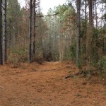 Winn Parish Timberland property for sale
