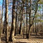 Winn Parish Timberland property for sale