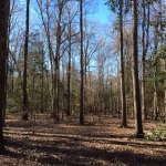 Recreational land for sale in Winn Parish