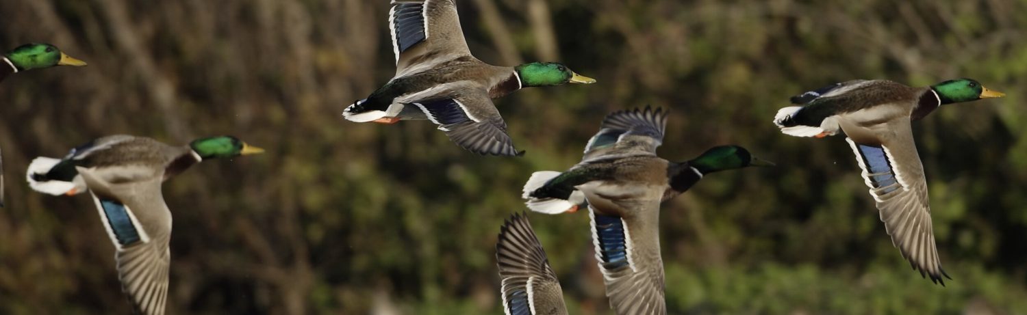 duck hunting land for sale