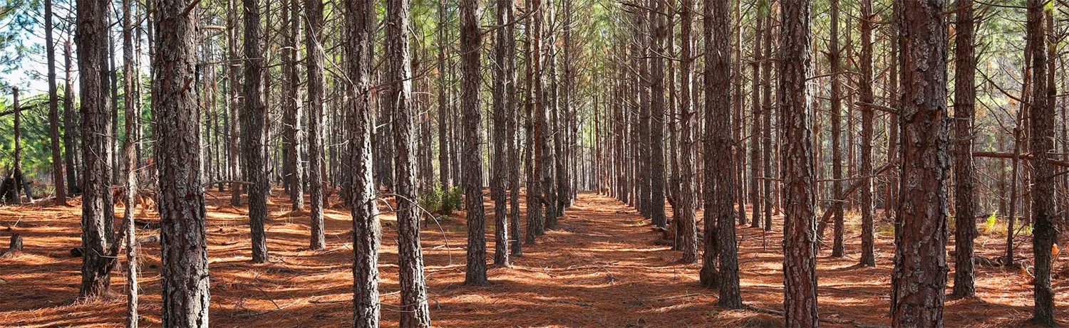 pine plantation land broker