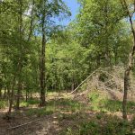Development property for sale in Jackson Parish