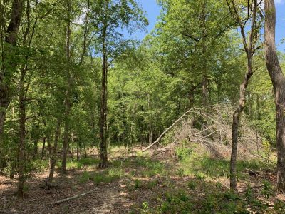 Development property for sale in Jackson Parish
