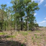 Timberland for sale in Jackson Parish