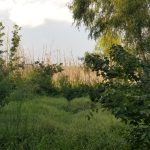 Timberland for sale in Winn Parish