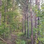 Winn Parish Timberland property for sale
