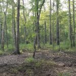 Timberland for sale in Winn Parish