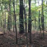Winn Parish Timberland property for sale