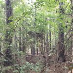 Winn Parish Timberland for sale