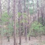 Recreational land for sale in Winn Parish