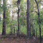 Winn Parish Timberland property for sale