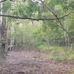 Timberland for sale in Winn Parish