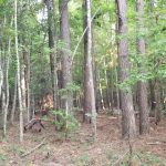Winn Parish Timberland for sale
