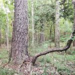 Recreational property for sale in Winn Parish