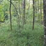 Winn Parish Recreational land for sale