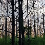 Winn Parish Timberland for sale