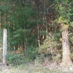 Winn Parish Timberland for sale