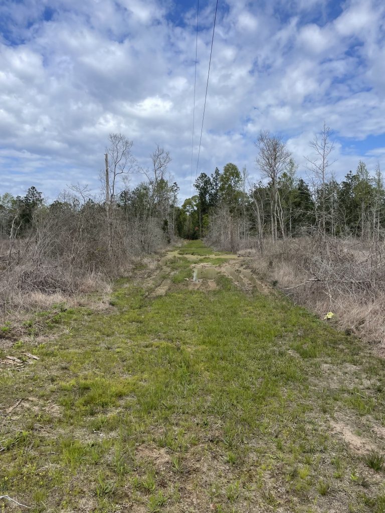 Rapides Parish Timberland property for sale