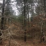 Lincoln Parish Timberland property for sale
