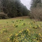 Lincoln Parish Investment land for sale