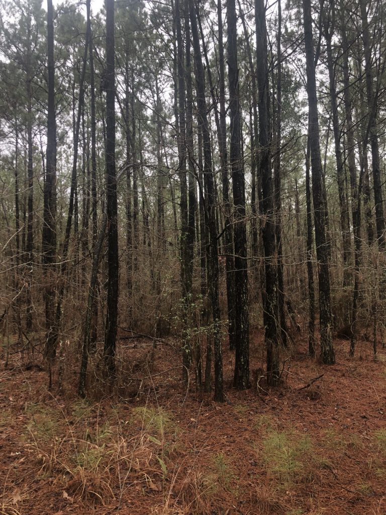 Lincoln Parish Timberland property for sale