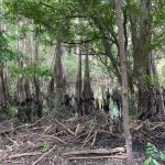 Bossier Parish Investment property for sale