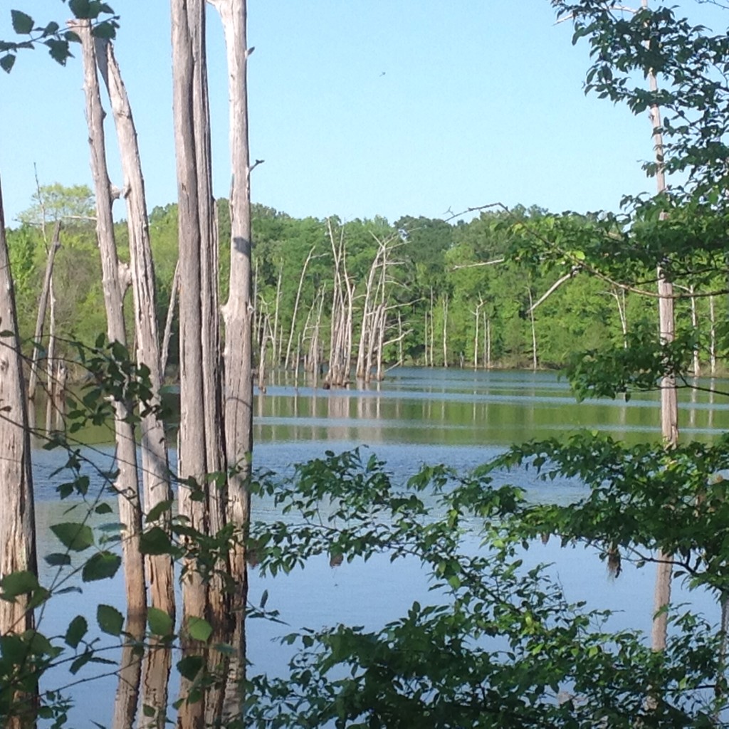 Little River County Timberland property for sale