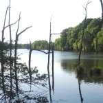 Little River County Timberland property for sale