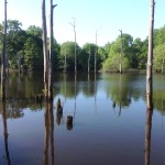 Timberland property for sale in Little River County