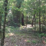 Timberland for sale in Little River County