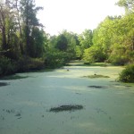 Investment land for sale in Little River County