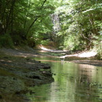 West Feliciana Parish Timberland property for sale