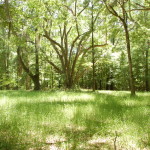 Timberland for sale in West Feliciana Parish