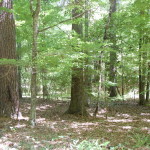 Timberland for sale in West Feliciana Parish