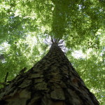 West Feliciana Parish Timberland for sale