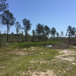 Investment land for sale in Jackson Parish