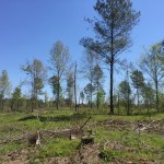 Jackson Parish Timberland for sale