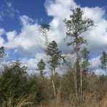 Timberland for sale in Jackson Parish
