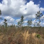 Jackson Parish Investment land for sale