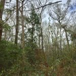 Beauregard Parish Timberland property for sale