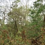 Timberland property for sale in Beauregard Parish