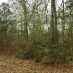 Beauregard Parish Recreational property for sale