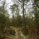 Beauregard Parish Investment land for sale