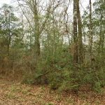 Investment property for sale in Beauregard Parish