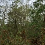 Beauregard Parish Recreational property for sale