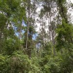 Bienville Parish Hunting property for sale